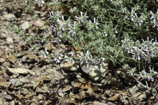 Stachys arenaria subsp. divaricatidens H. Lindb. fil. [3/9]