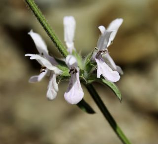 Stachys arenaria subsp. divaricatidens H. Lindb. fil. [9/9]