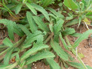 Stachys arenaria subsp. mollis (Willd. Ex Benth.) Gómiz [2/7]