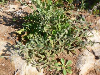 Stachys arenaria subsp. mollis (Willd. Ex Benth.) Gómiz [3/7]