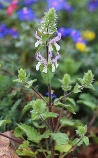 Stachys durandiana Coss. [10/13]