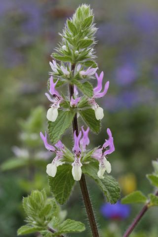 Stachys durandiana Coss. [11/13]