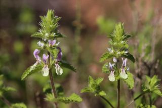 Stachys durandiana Coss. [12/13]