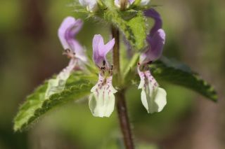 Stachys durandiana Coss. [13/13]