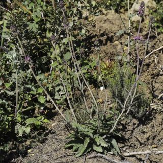 Stachys officinalis (L.) Trevisan subsp. algeriensis (De Noé) Franco [1/7]