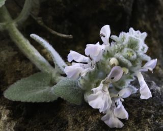 Stachys saxicola subsp. platyodon Maire [4/12]