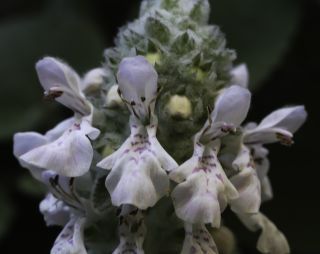Stachys saxicola subsp. platyodon Maire [6/12]