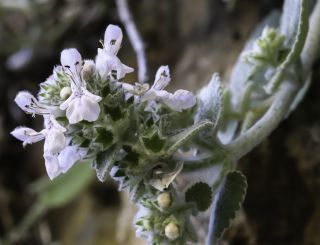 Stachys saxicola subsp. platyodon Maire [7/12]