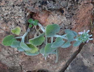 Stachys saxicola Cosson subsp. saxicola [2/9]