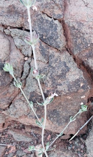 Teucrium barbarum Jahand. & Maire [1/2]