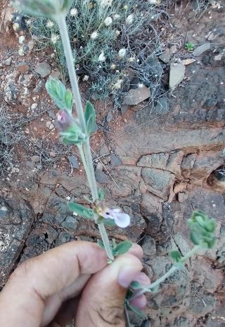 Teucrium barbarum Jahand. & Maire [2/2]