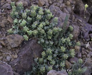 Teucrium cincinnatum Maire [2/12]