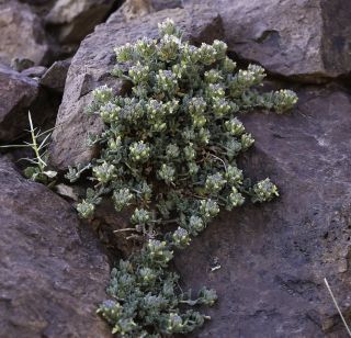 Teucrium cincinnatum Maire [3/12]