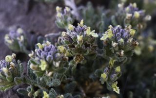 Teucrium cincinnatum Maire [4/12]