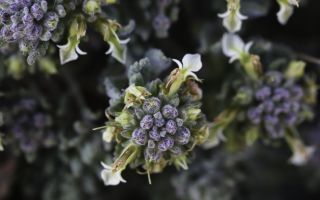 Teucrium cincinnatum Maire [5/12]