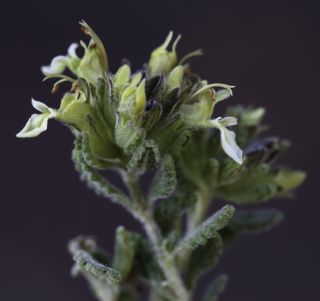 Teucrium cincinnatum Maire [6/12]