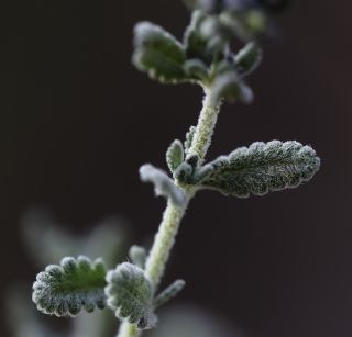 Teucrium cincinnatum Maire [7/12]