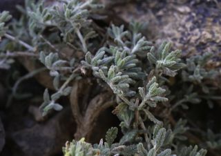 Teucrium cincinnatum Maire [8/12]