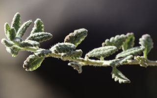 Teucrium cincinnatum Maire [9/12]