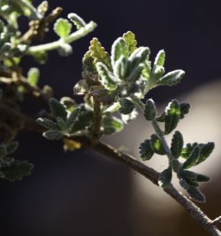 Teucrium cincinnatum Maire [10/12]