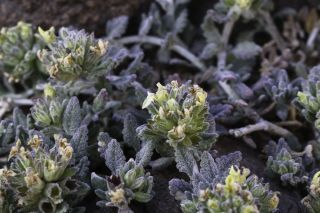 Teucrium cincinnatum Maire [11/12]