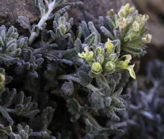 Teucrium cincinnatum Maire [12/12]