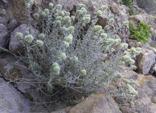 Teucrium cylindraceum Greuter & Burdet [11/18]