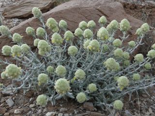 Teucrium cylindraceum Greuter & Burdet [12/18]