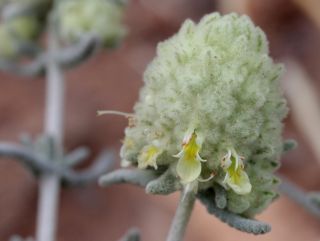 Teucrium cylindraceum Greuter & Burdet [13/18]