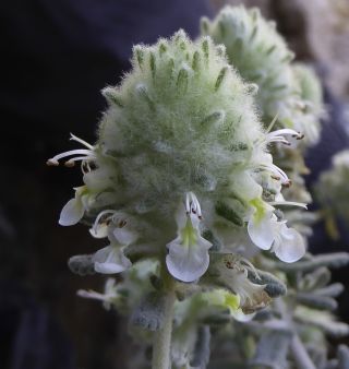 Teucrium cylindraceum Greuter & Burdet [14/18]