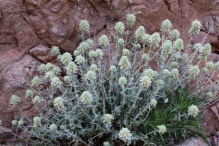 Teucrium cylindraceum Greuter & Burdet [15/18]