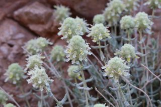 Teucrium cylindraceum Greuter & Burdet [16/18]