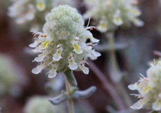 Teucrium cylindraceum Greuter & Burdet [17/18]