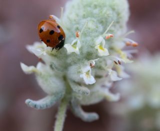 Teucrium cylindraceum Greuter & Burdet [18/18]