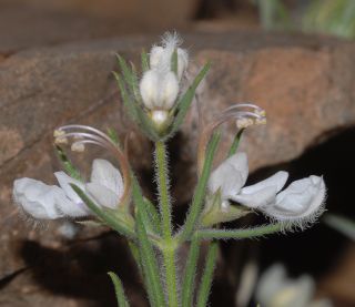 Teucrium pseudochamaepitys L. [6/14]