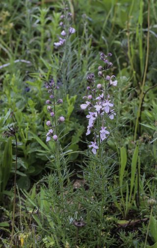 Teucrium pseudochamaepitys L. [7/14]