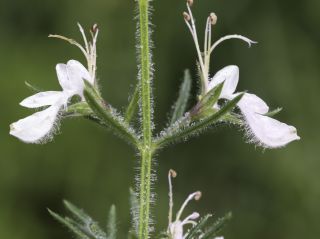 Teucrium pseudochamaepitys L. [8/14]
