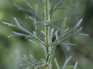 Teucrium pseudochamaepitys L. [9/14]