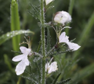 Teucrium pseudochamaepitys L. [10/14]