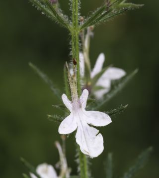 Teucrium pseudochamaepitys L. [11/14]