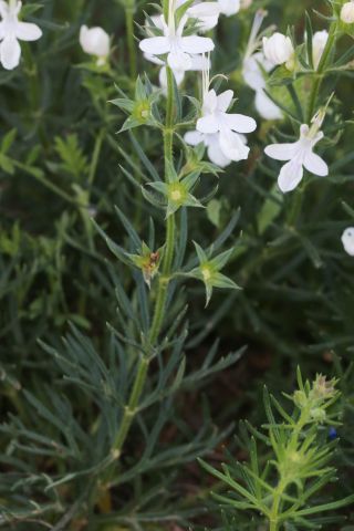 Teucrium pseudochamaepitys L. [12/14]