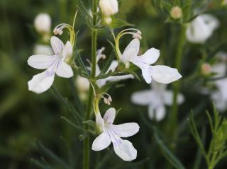 Teucrium pseudochamaepitys L. [13/14]