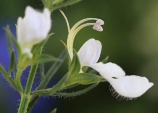Teucrium pseudochamaepitys L. [14/14]