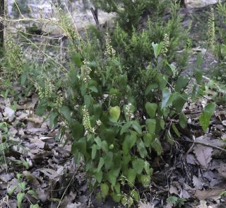 Teucrium pseudoscorodonia Desf. [2/11]