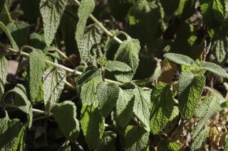 Teucrium pseudoscorodonia Desf. [3/11]