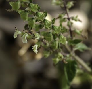 Teucrium pseudoscorodonia Desf. [4/11]