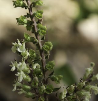 Teucrium pseudoscorodonia Desf. [6/11]