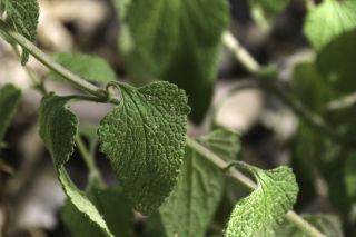 Teucrium pseudoscorodonia Desf. [7/11]