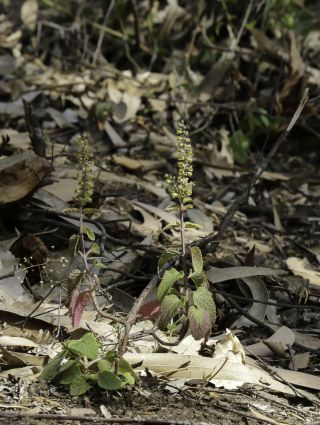 Teucrium pseudoscorodonia Desf. [9/11]