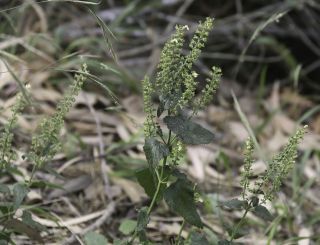 Teucrium pseudoscorodonia Desf. [11/11]